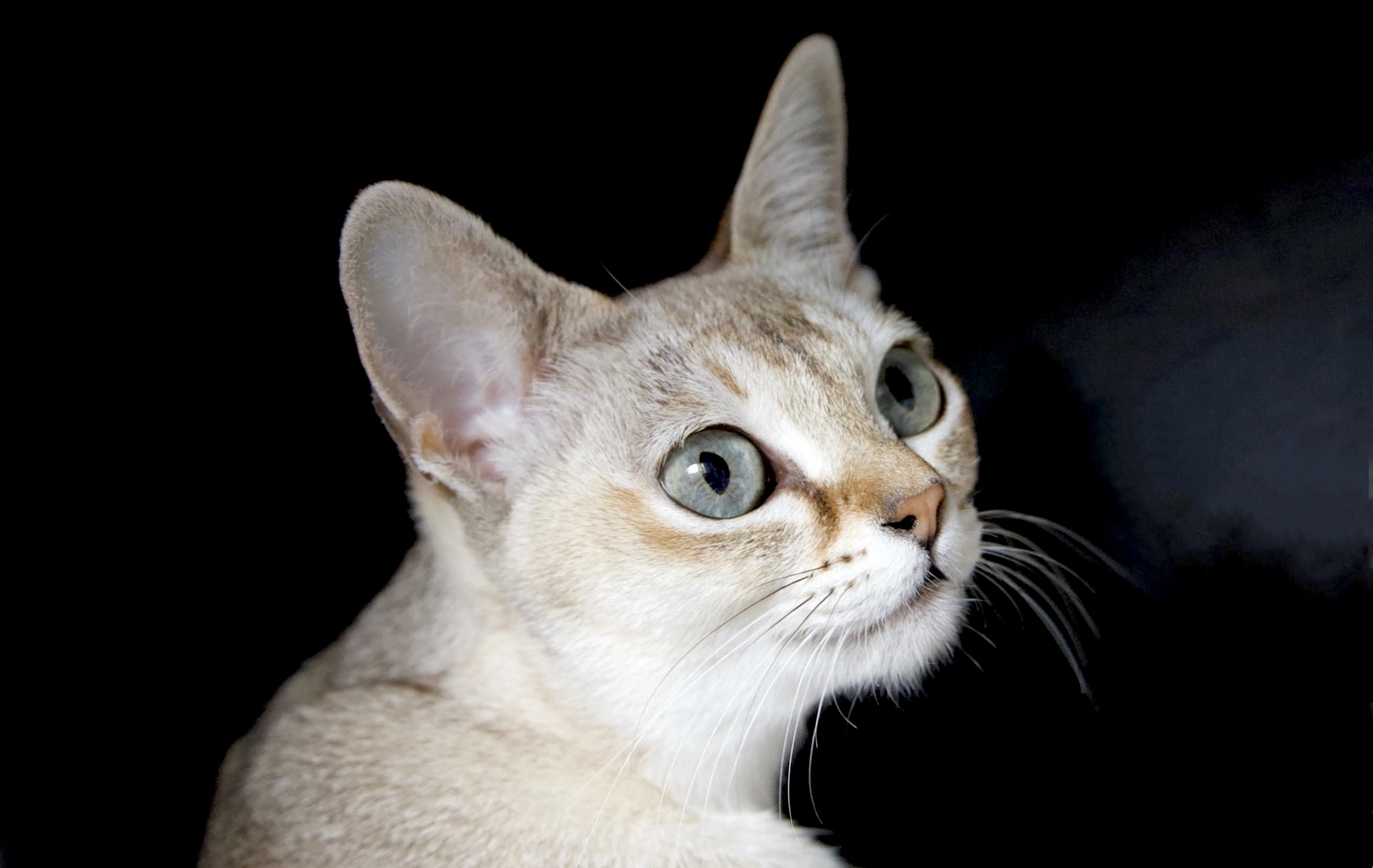 Erwachsene Katze