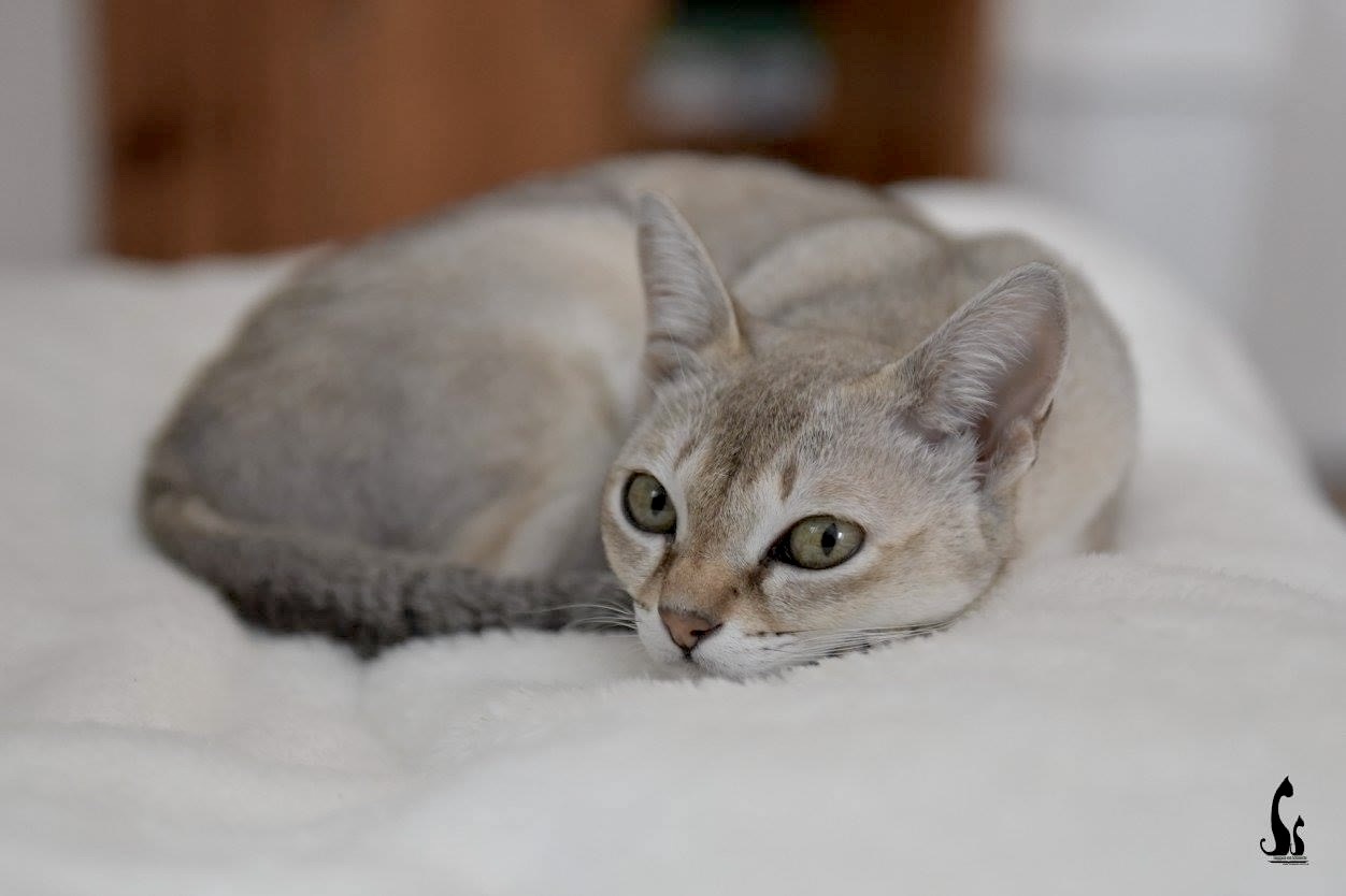 Mutterkatze