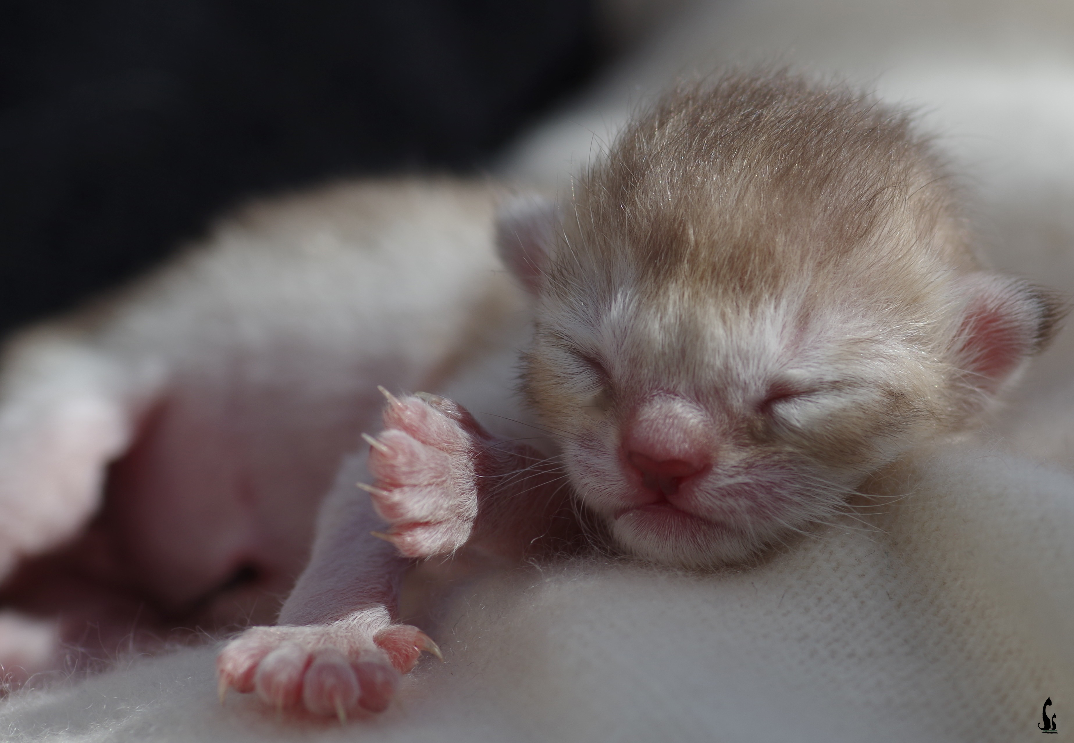 Neugeborenes Kitten
