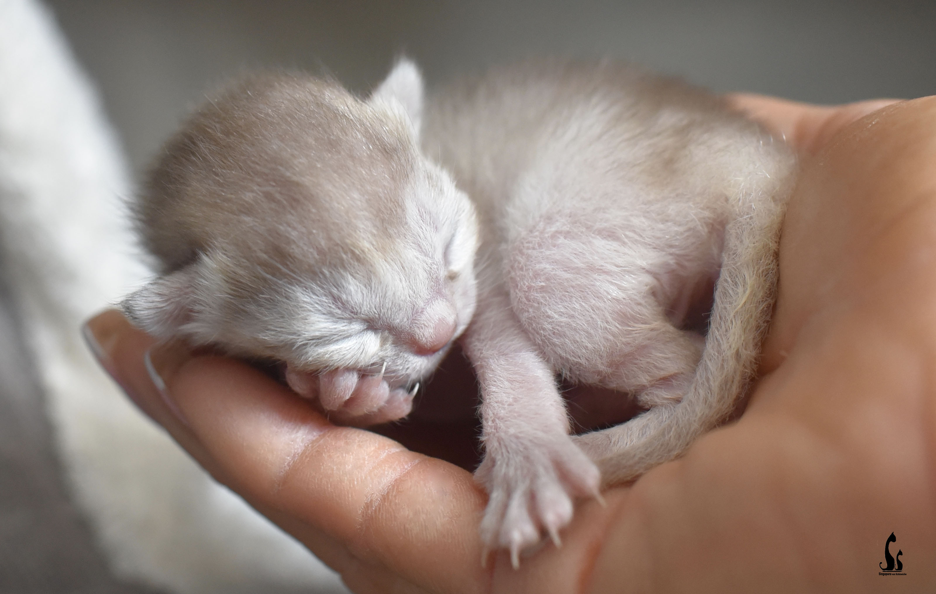 Neugeborenes Kitten