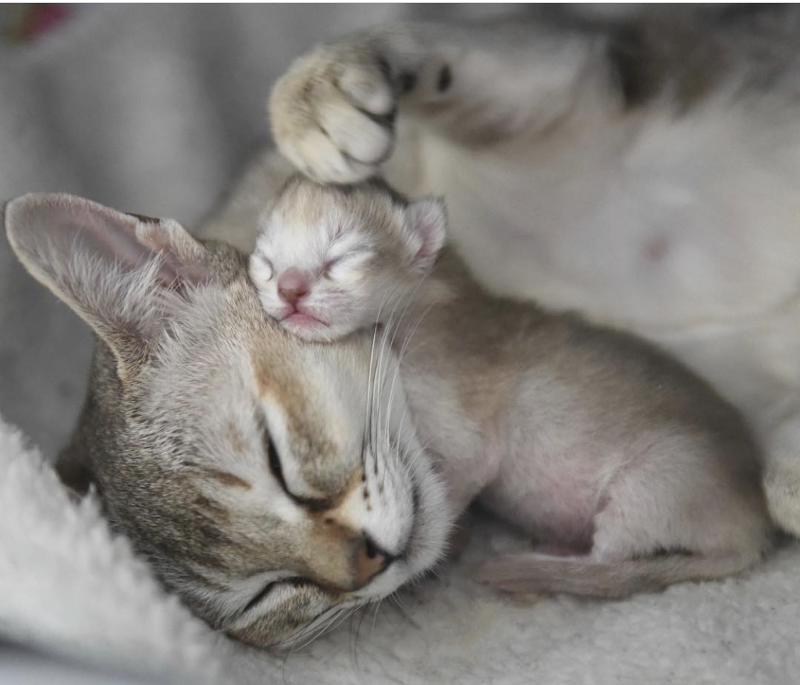 Neugeborenes Kitten