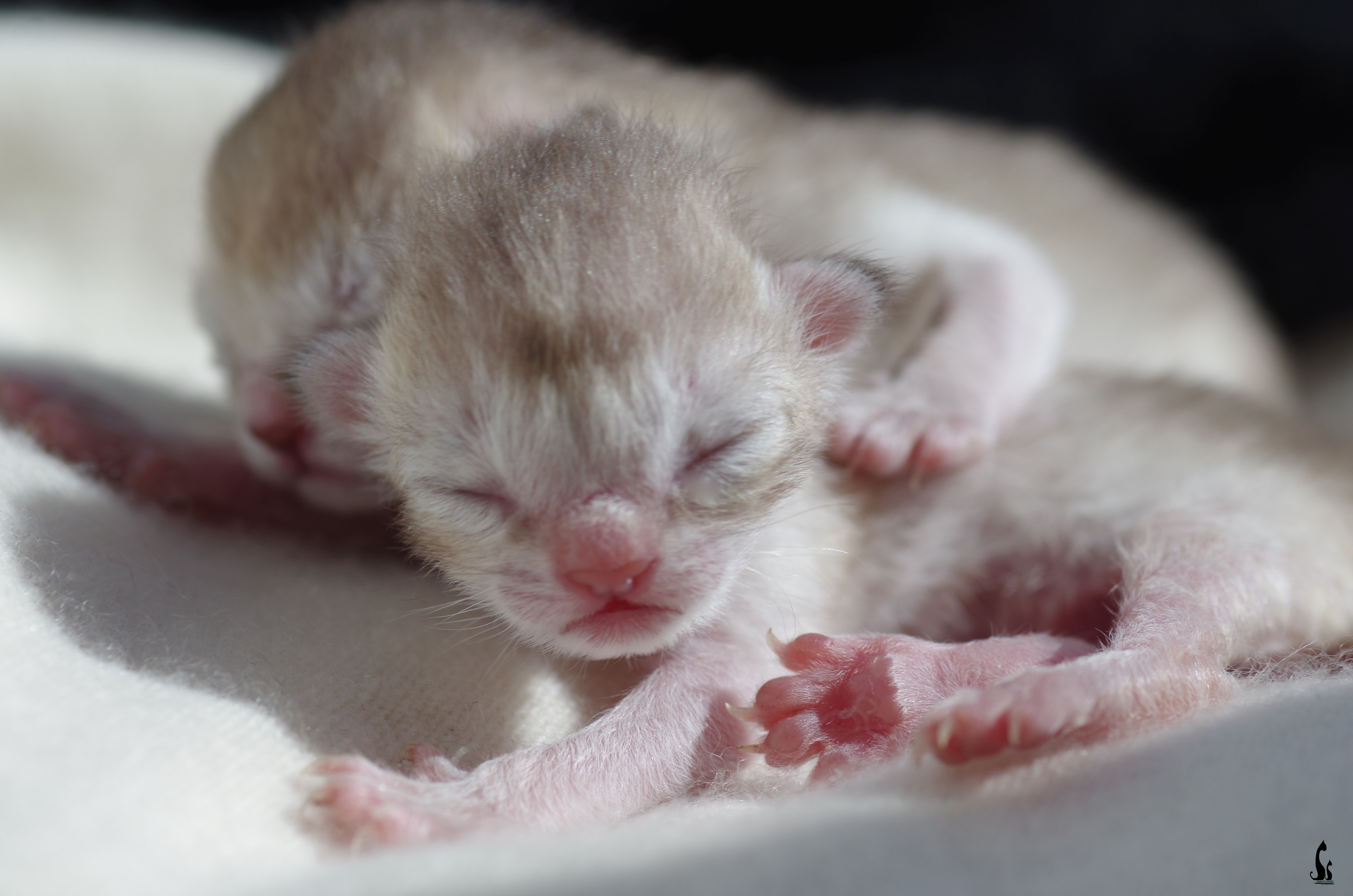 Neugeborenes Kitten