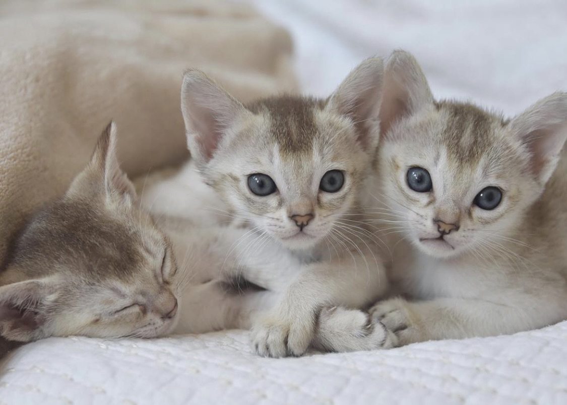 Einzelnes Kitten