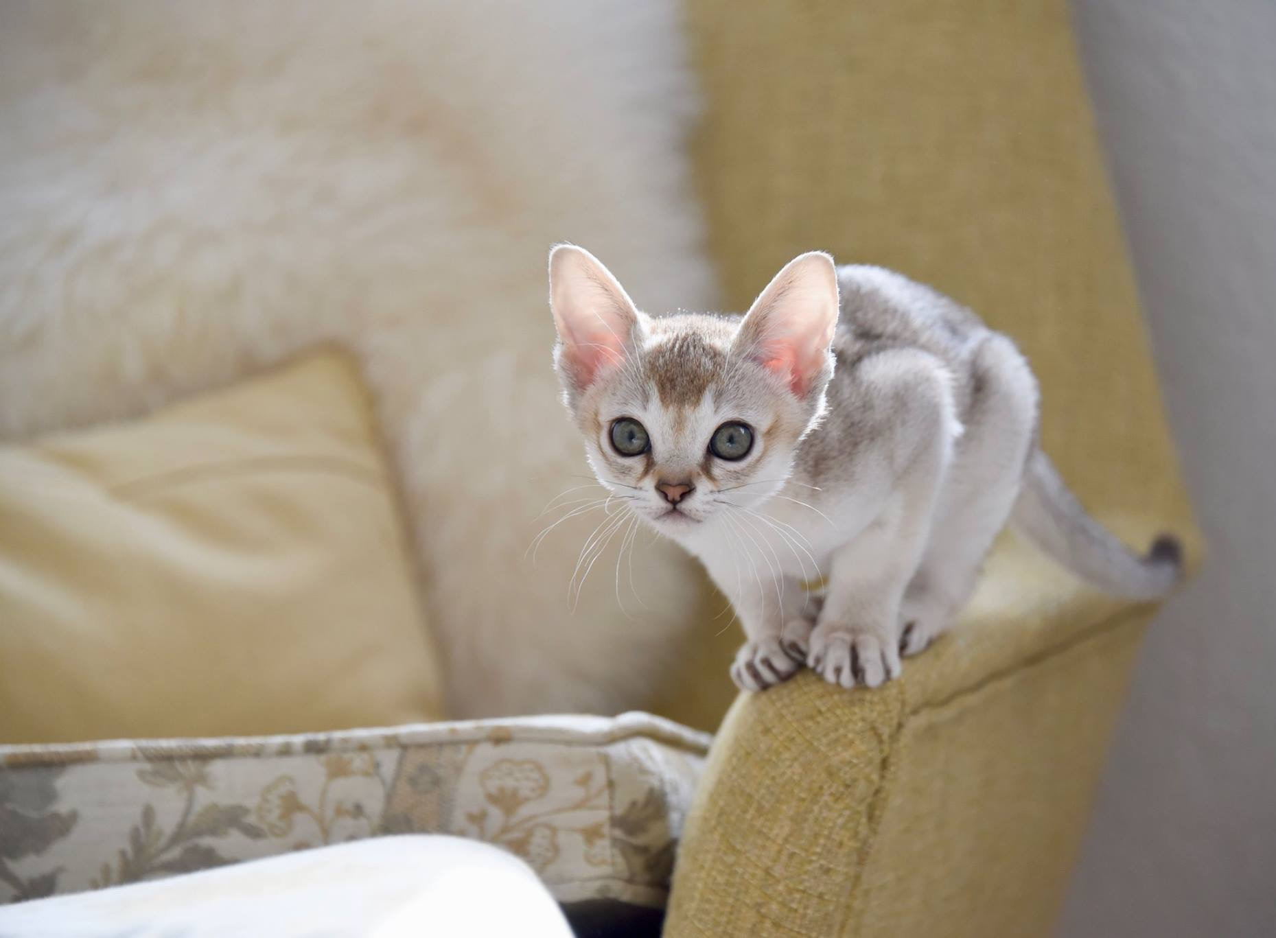 Einzelnes Kitten